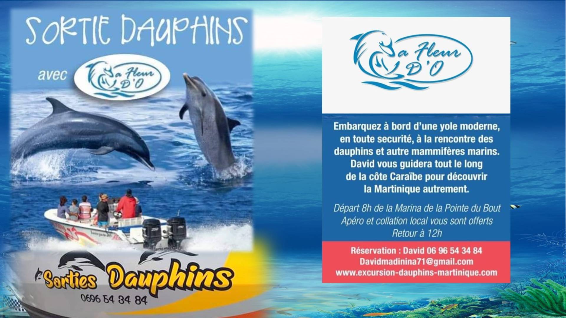 Dauphins A Fleur D'O - sortie Dauphins